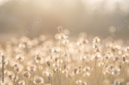 Dry grass flowers in summer