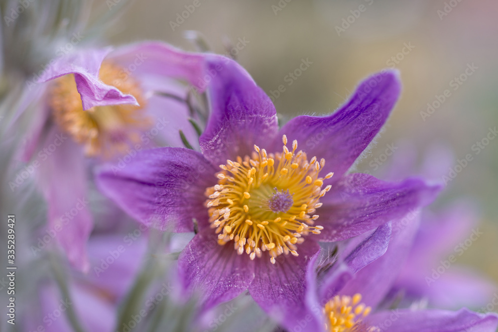 Pulsatilla patens flower closeup blooms in the garden
Pulsatilla patens flower closeup blooms in the garden