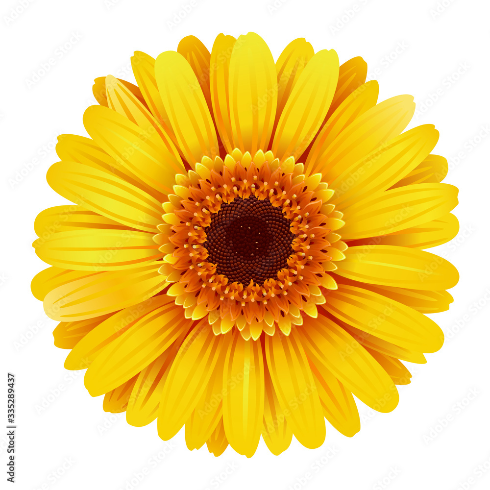 Vector Yellow Gerbera Vector Yellow Gerbera