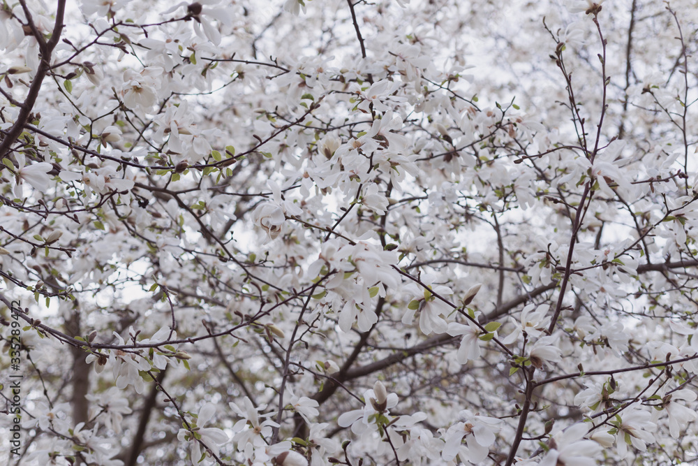 White magnolia flowers bloom on a tree in spring. White magnolia flowers bloom on a tree in spring.