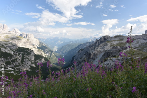 alpine meadow with flowers