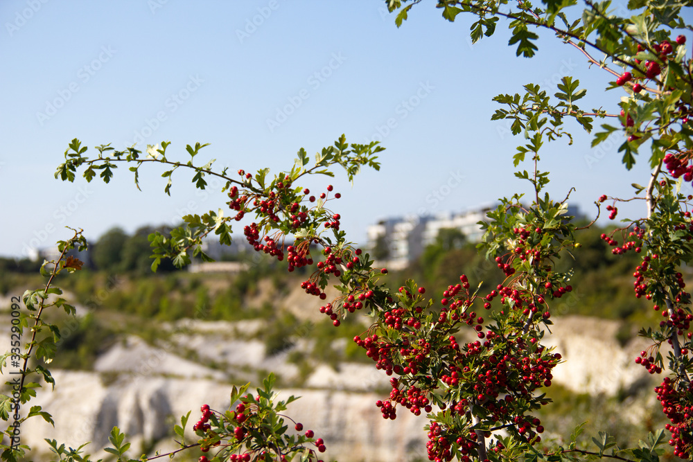 Fototapeta premium A tree holds lots of red berries as it grows next to the protected area called Kalkbrottet in Malmö, Sweden, an old limestone quarry