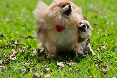 funny dogs