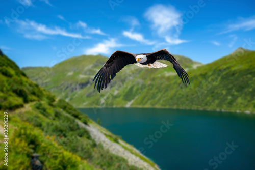 Adler fliegt in großer Höhe mit ausgebreiteten Flügeln an einem sonnigen Tag in den Bergen über einen See.
