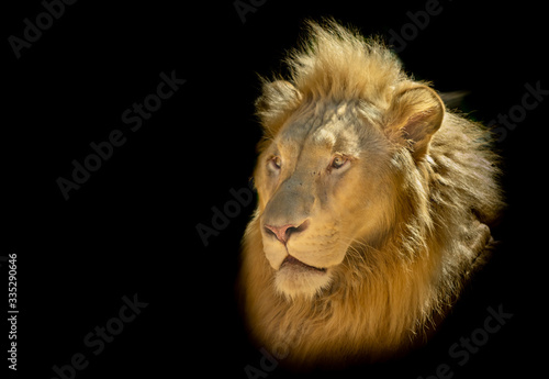 Fototapeta Naklejka Na Ścianę i Meble -  The face of a lion in a black background