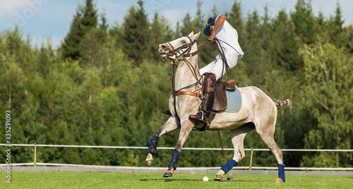  horse polo player strikes the ball with a hammer. A bright polo pony runs. Summer season, green cut lawn field. The forest is in the background. Copyspace © Naletova