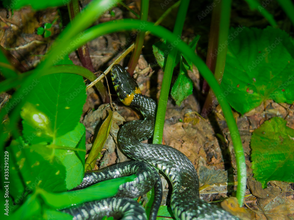 Fototapeta premium The grass snake (Natrix natrix), sometimes called the ringed snake or water snake, is a Eurasian non-venomous snake. Mating time in spring in the forest.