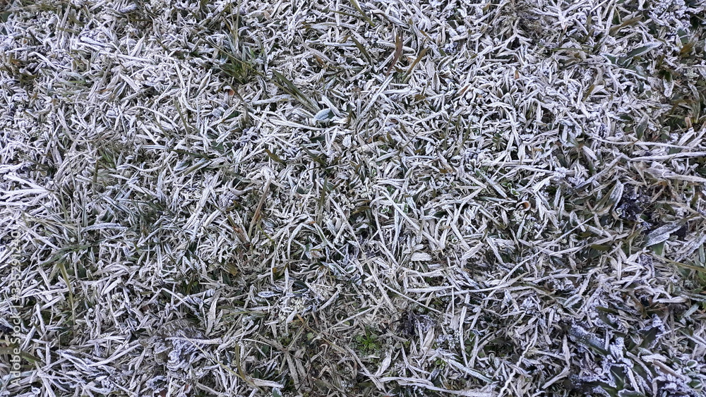 frost on the grass
frost on the grass