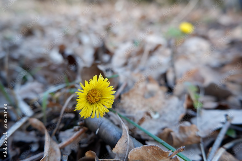 Yellow foalfoot flower on last year fallen leaves background close up view. Spring, new life, revival, renaissance, renewal concept. Yellow foalfoot flower on last year fallen leaves background close up view. Spring, new life, revival, renaissance, renewal concept.