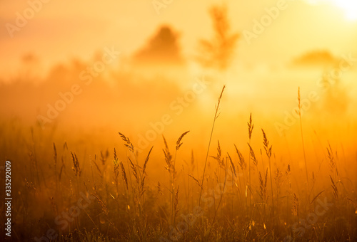 Sunset in a field of rye. Russia