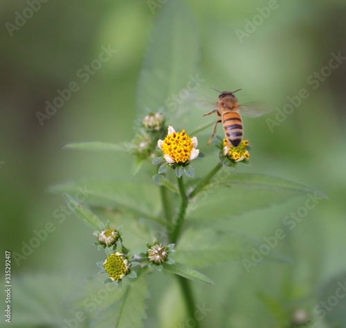 Bee hovering over an orange and white flower trying to get pollen with a nice green background © Elias Bitar