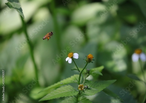 Bee hovering over an orange and white flower trying to get pollen with a nice green background