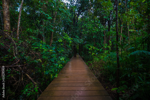 Wooden pathway in mangrove tree forest
