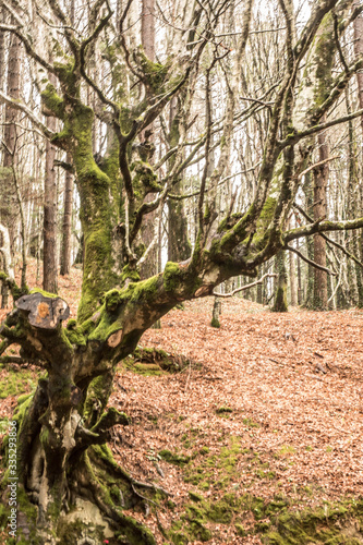 trekking holidays in the woods in the Aspromonte national park