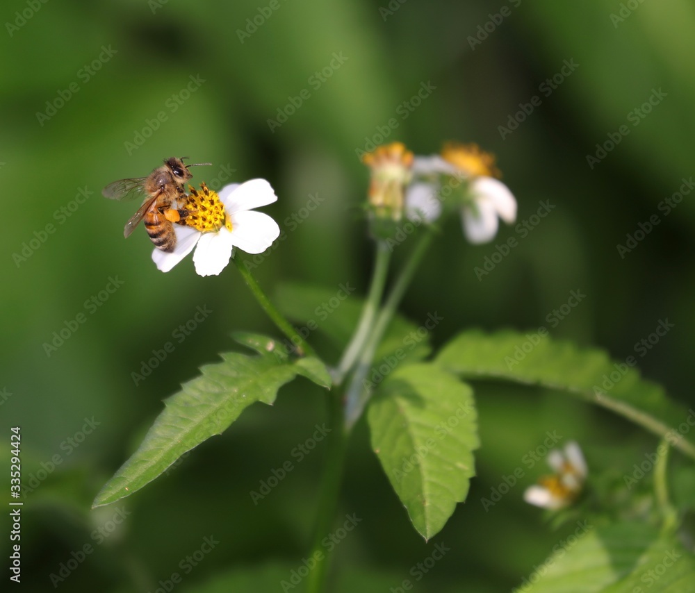 Obraz premium Bee hovering over an orange and white flower trying to get pollen with a nice green background