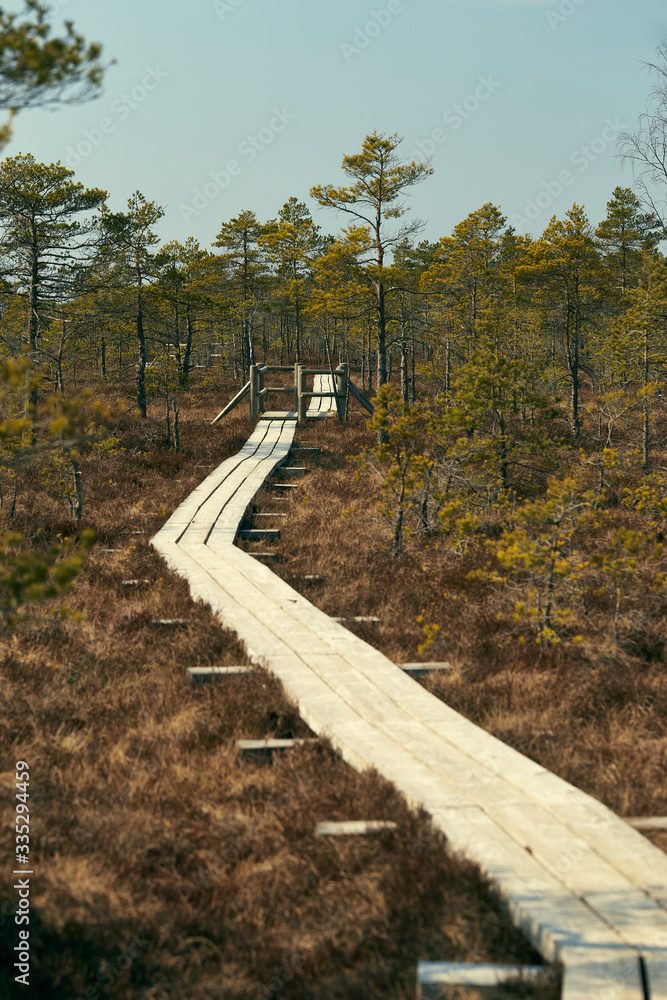 eco trail wooden platform among the swamp and trees bends from right to left and forward