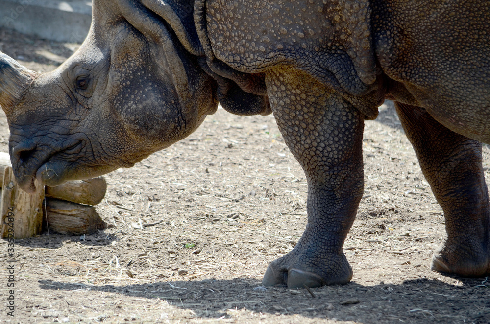 Obraz premium サイ