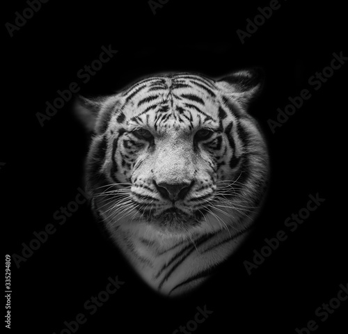 White tiger face in black background