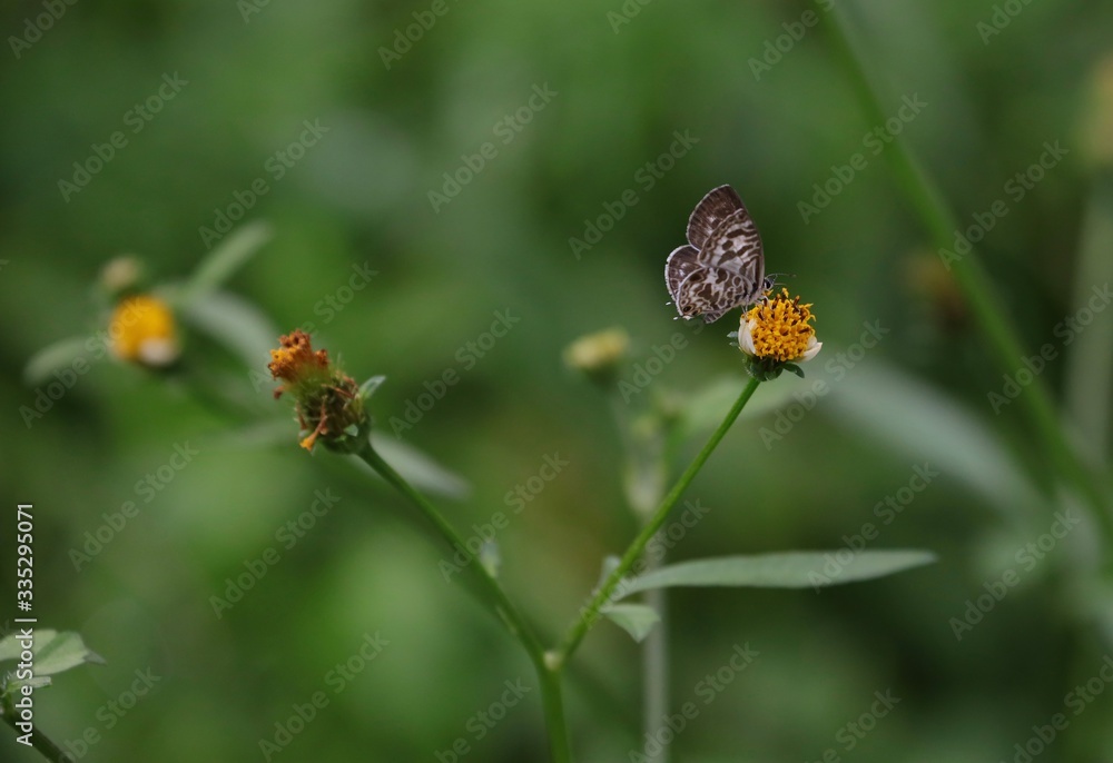Bee hovering over an orange and white flower trying to get pollen with a nice green background Bee hovering over an orange and white flower trying to get pollen with a nice green background