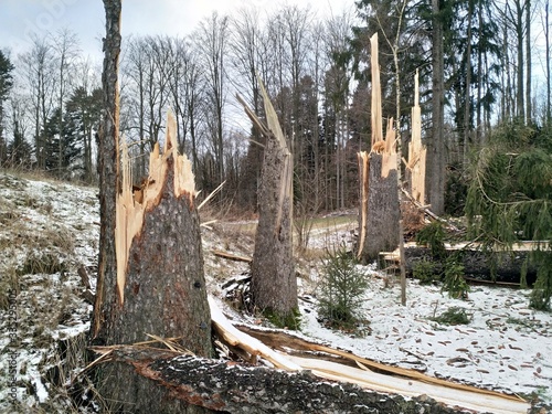 Spessart-Sturmschäden photo