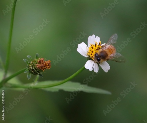 Bee hovering over an orange and white flower trying to get pollen with a nice green background © Elias