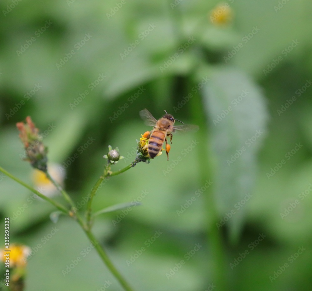 Bee hovering over an orange and white flower trying to get pollen with a nice green background Bee hovering over an orange and white flower trying to get pollen with a nice green background