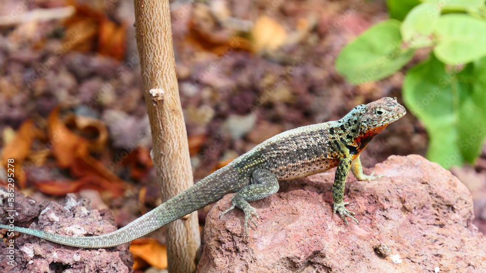 Lava Lizard, Santa Cruz, Galapagos Lava Lizard, Santa Cruz, Galapagos