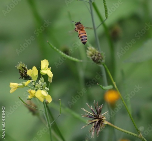 Bee hovering over an orange and white flower trying to get pollen with a nice green background