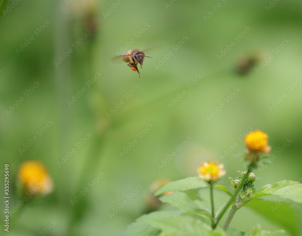 Bee hovering over an orange and white flower trying to get pollen with a nice green background Bee hovering over an orange and white flower trying to get pollen with a nice green background