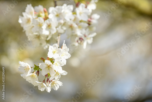 White cherry blossom growing on a tree in natural sunlight outdoors