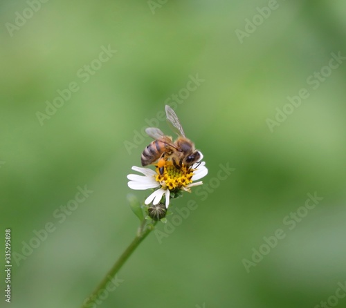 Bee hovering over an orange and white flower trying to get pollen with a nice green background