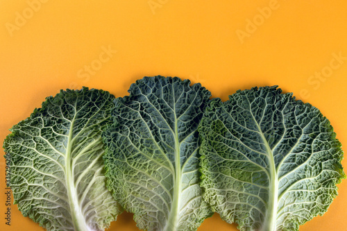 Fresh cabbage leaves on a yellow background. look like trees. photo