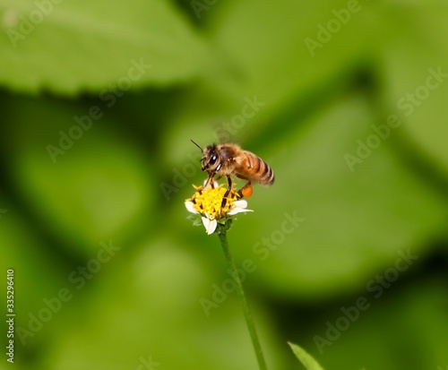 Bee hovering over an orange and white flower trying to get pollen with a nice green background © Elias Bitar