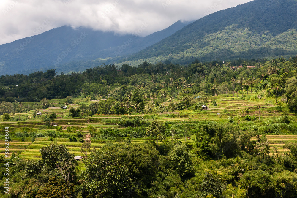 Terraced agricultural field on Bali Island, Indonesia