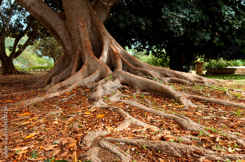 Stare ,olbrzymie drzewo z korzeniami na Sycylii.
