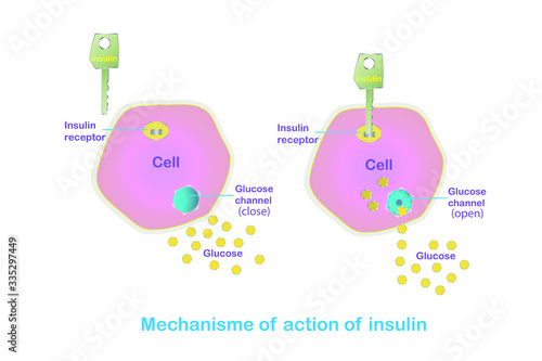 Mechanism of action of insulin. How does insulin work scheme. Illustration for education, medical banner  Importance of insulin, for web, for print