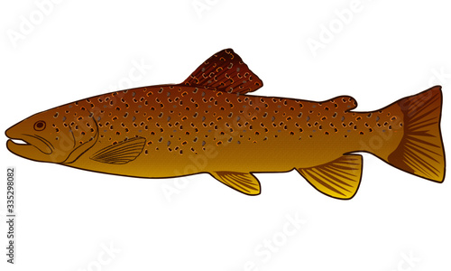 Brown Trout Fish Fly Fishing Vector Illustration