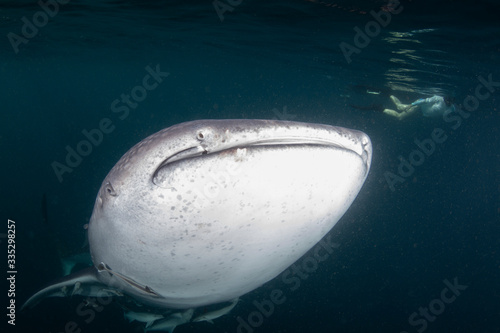 A giant whale shark - Rhincodon typus - filter feeds as it swims. Taken near Derawan island, Indonesia.