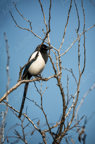 Magpie sitting on tree branch © viktoriya89