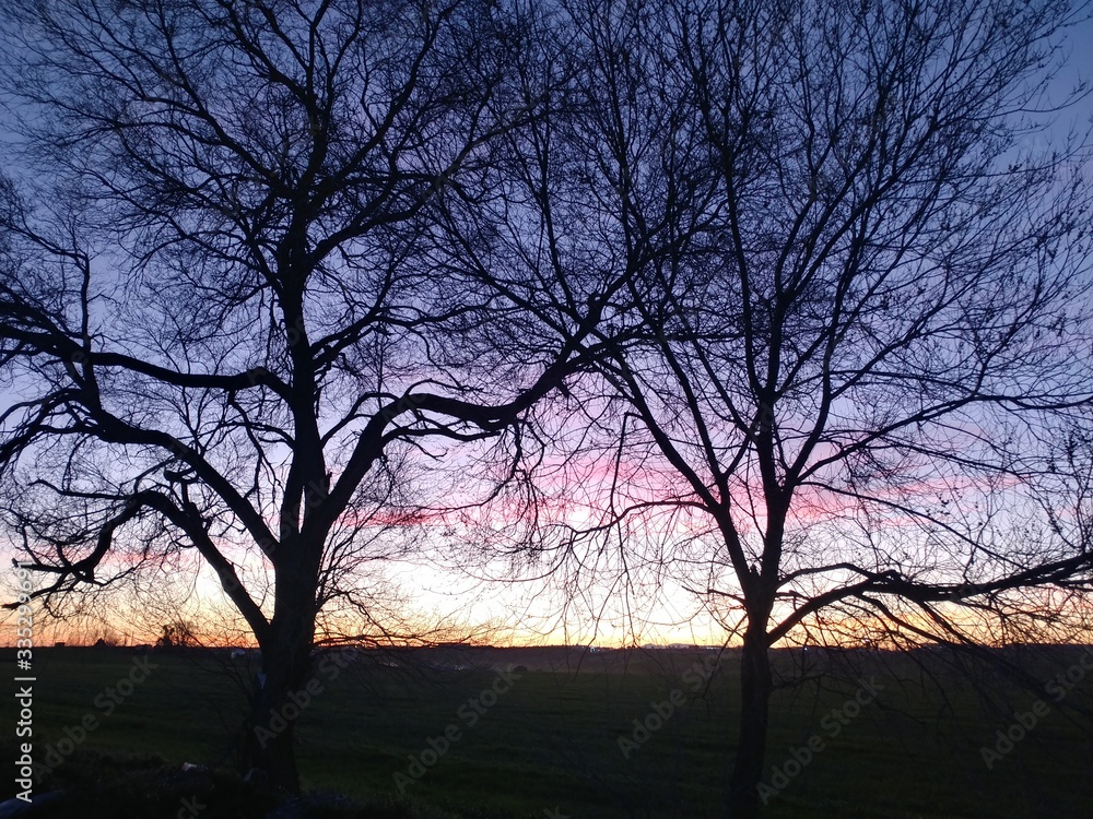 drzewa zachód słońca