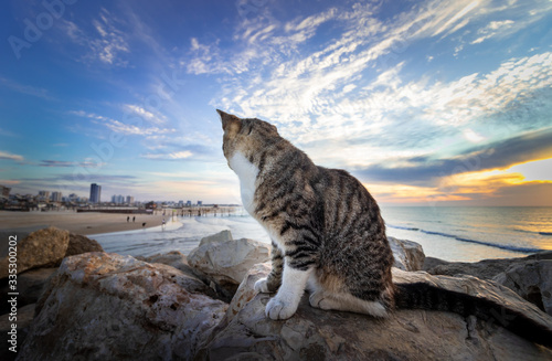 A cat sits on rocks in the background at sunset in Surfers beach in Ashdod