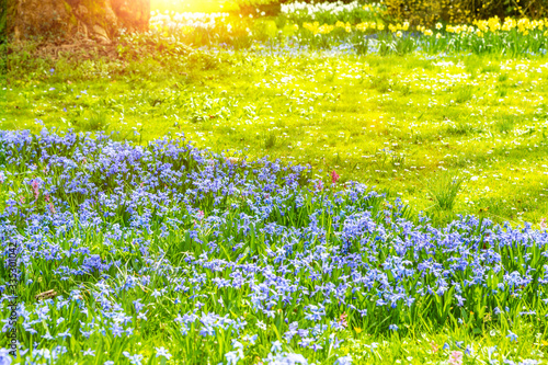 Blaue Sternhyazinthen  im Park im Frühling