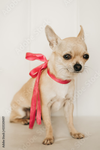 Closeup portrait of small funny beige mini chihuahua dog, puppy girl with pink ribbon, white background © tselykh