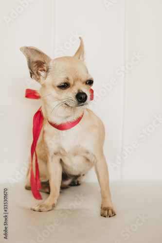 Closeup portrait of small funny beige mini chihuahua dog, puppy girl with pink ribbon, white background
