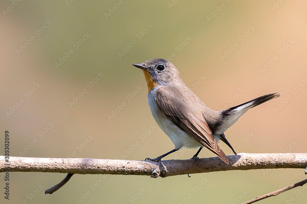 Obraz premium Image of Taiga Flycatcher or Red-throated Flycatcher Bird (Ficedula albicilla) on a tree branch on nature background. Birds. Animal.