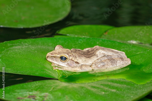 Image of Common tree frog, four-lined tree frog, golden tree frog, (Polypedates leucomystax) on the lotus leaf. Animal. Amphibians.