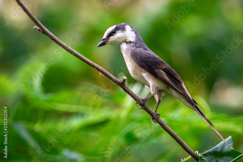 Image of Ashy Minivet Bird (Pericrocotus divaricatus) on a tree branch on nature background. Birds. Animal.