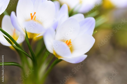 Crocus chrysanthus ‘Blue Pearl’ flowers in early spring