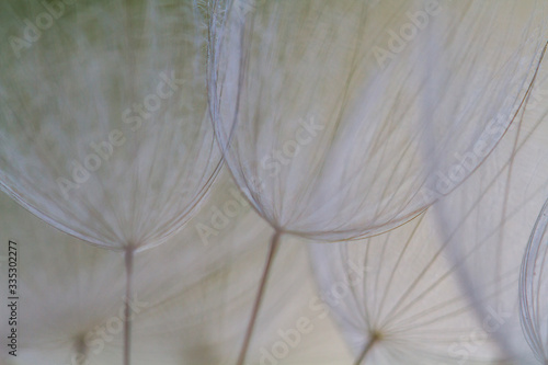 Dandelion abstract background. Shallow depth of field. Spring background