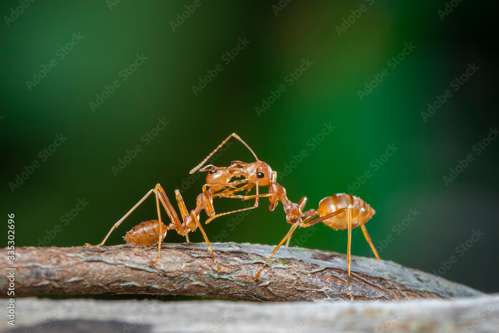 Image of red ant(Oecophylla smaragdina) on the branch. Insect. Animal. Image of red ant(Oecophylla smaragdina) on the branch. Insect. Animal.